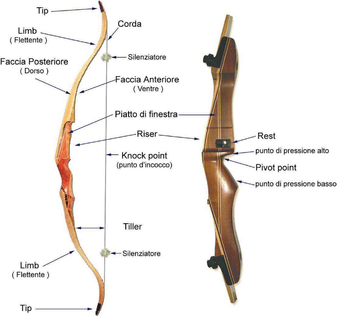 Schema Anatomia Arco